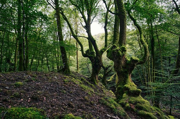 Sylvothérapie : les bienfaits apaisants des arbres